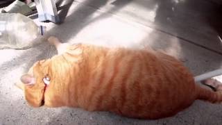 かわいい猫動画 Vol 2 ごろごろデブ猫君 Lovely Fat Cat Sleeping Youtube