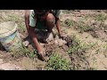 Find Catfish in Dry Soil | Boy Catching Giant Big Fish By Mud In The Dry Season