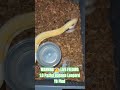 WARNING ⚠️ LIVE FEEDING #warning #live #feed #feeding #batman #brucewayne #clown #snake #animals #bp