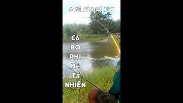 Câu Hồ Tự Nhiên || Câu Cá Cá Rô Phi Hồ Tự Nhiên || Mê câu cá tivi #shorts