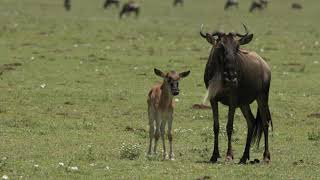 Serengeti Safari - Ndutu Series - Episode Three