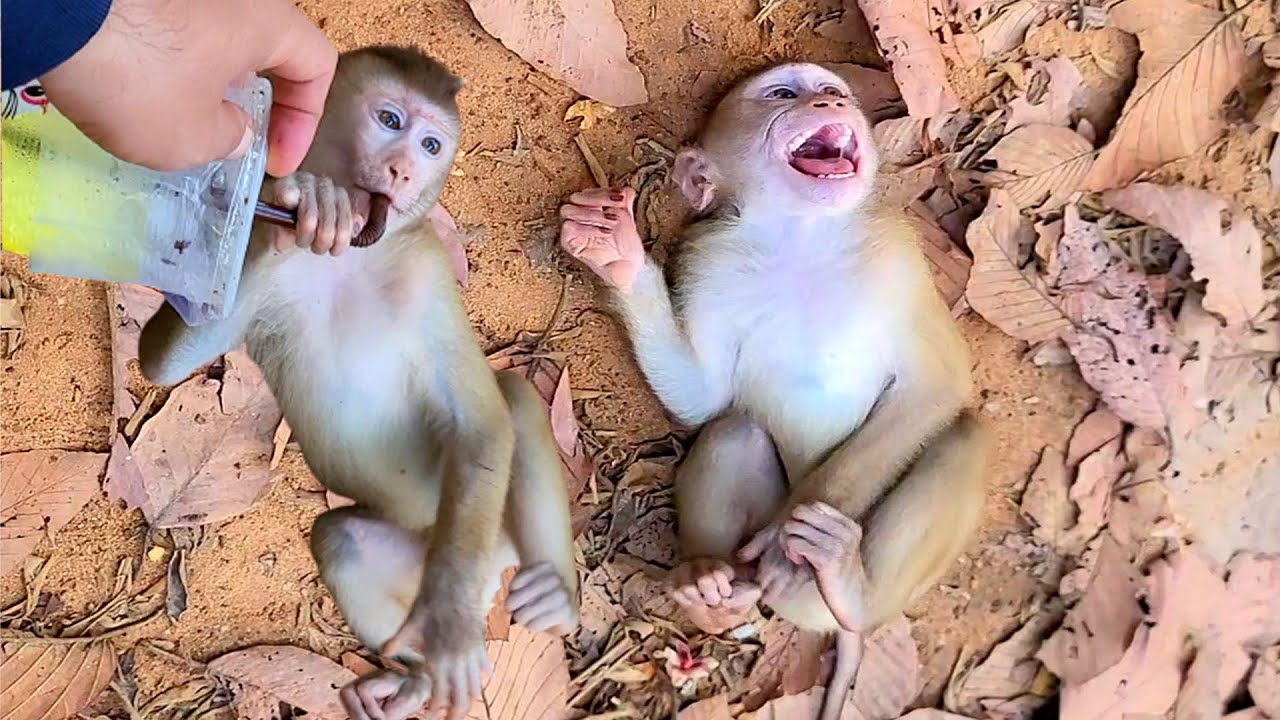 Carlo angry others monkeys took the water he was drinking.