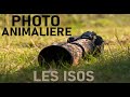 La Sensibilité ISO : Photographie Animalière