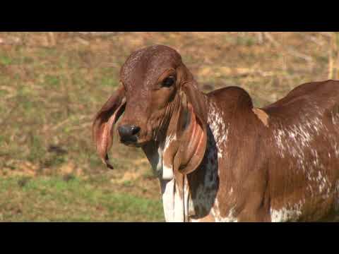 LOTE 28   BEZERRA FAMÍLIA FÁBRICA