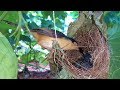 Mother Pokes baby bird to wake up them from Deep-sleep | Sleeping bird