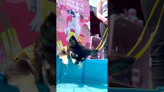 Sommer-Hits Für Hunde Hundeeis Und Pool Auf Der Messe Hundepool-Spaß