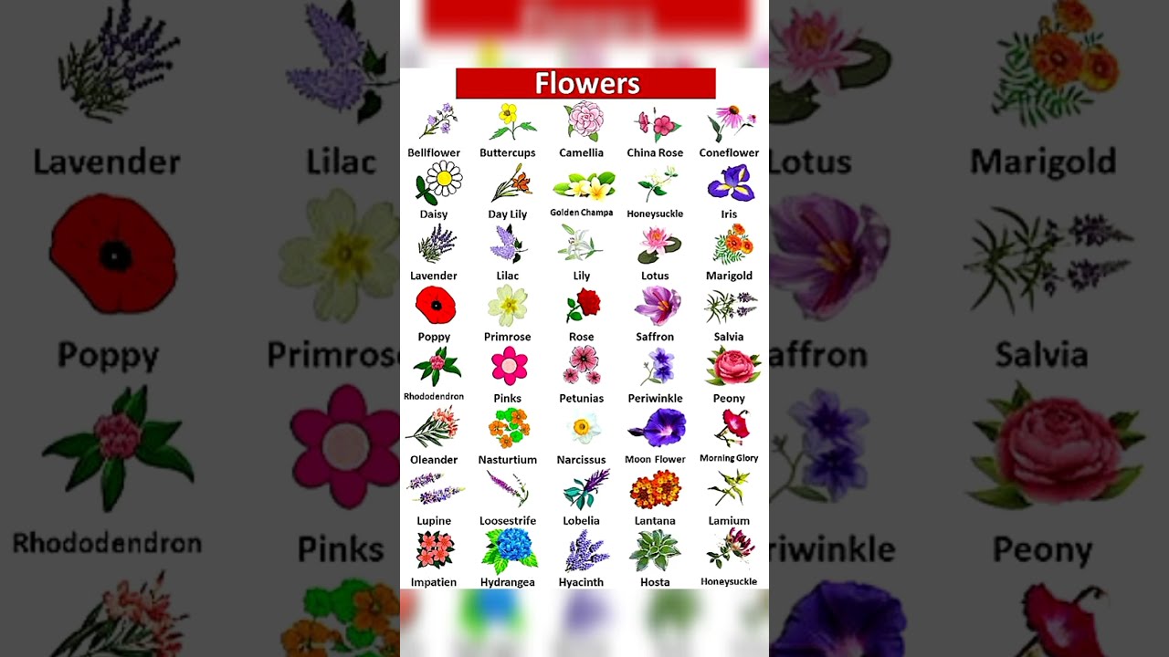 flower name's #flowers