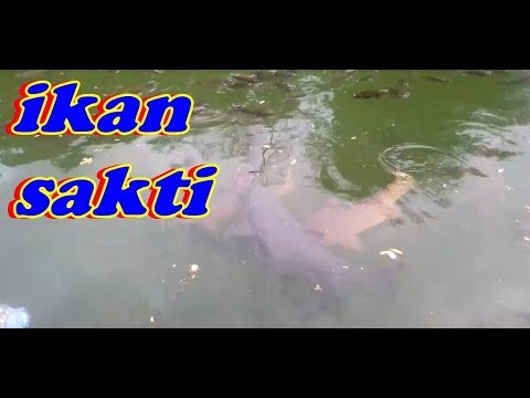 Penampakan Ikan Sakti Sungai Janiah Sumatra Barat Youtube