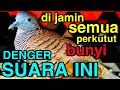 Suara perkutut lokal. PALING bagus untuk semua jenis PERKUTUT.