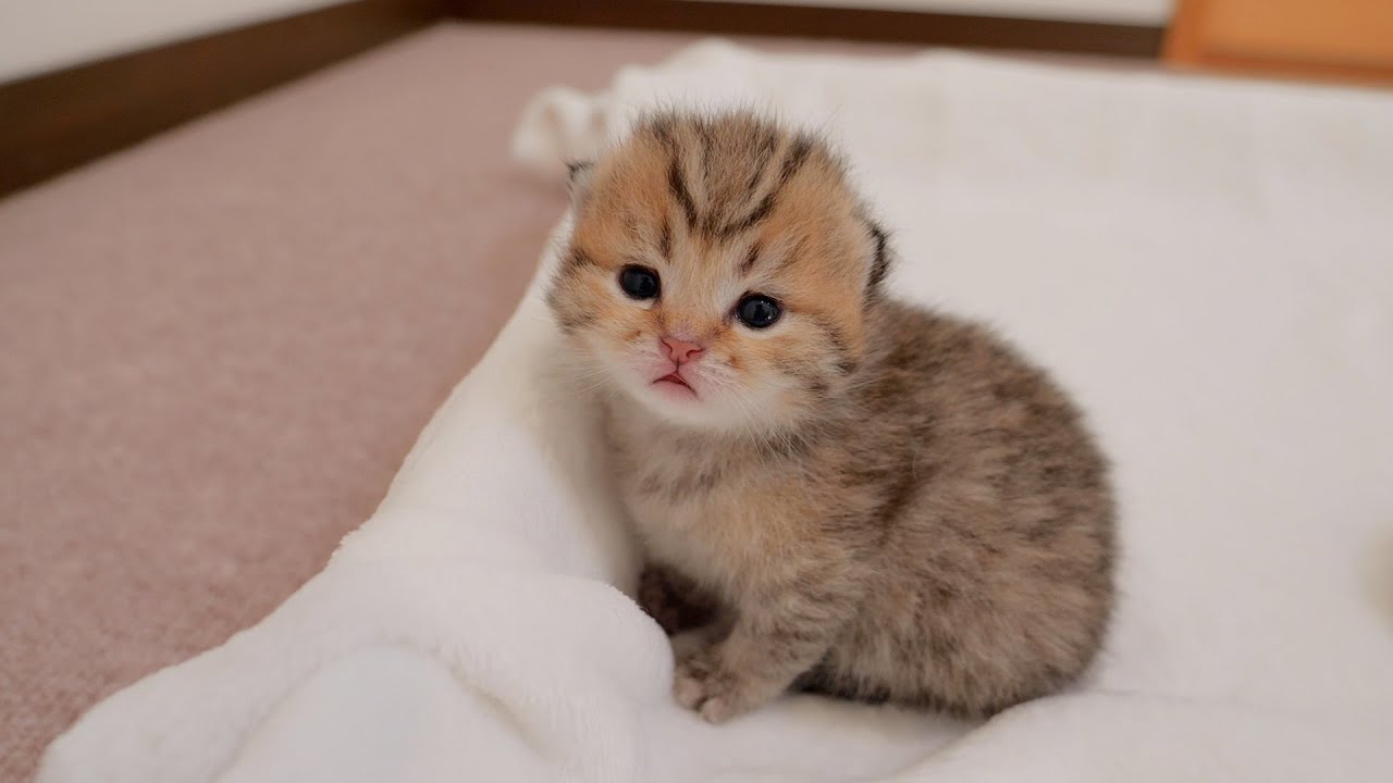 A kitten approaches with shining eyes [Please turn on