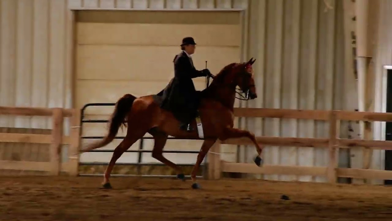 Kelli in Class 53 - ASB 3 Gaited Park Pleasure Open at Dayton Horse Show in Springfield OH