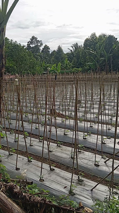 timun #lemburkahuripan #kampungbikinsejuk #kampungsepi #farming #suasanakampungyangsederhana