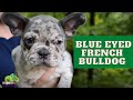 Understanding Blue Eyes in French Bulldogs and Frenchtons: Tips and Caution