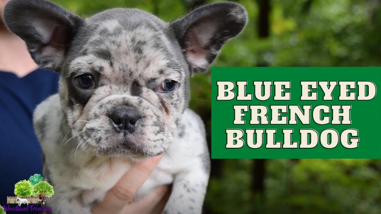 Do French Bulldogs Eyes Change Color from Blue? - YouTube
