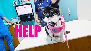 Jodie's Check-Up: A Trip to the Vet for a Sneezing Kitty