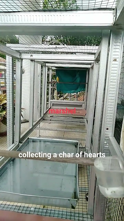 story kenari mania