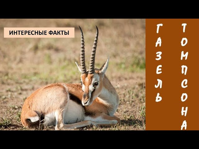 ГАЗЕЛЬ ТОМПСОНА/Копытные/Животные/Интересные факты