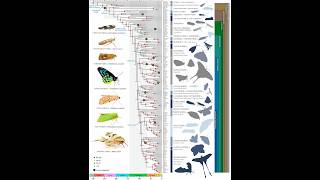 Hexapodcast2 Systematics with images