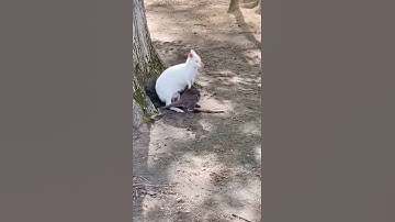 Chuột túi con chui vào túi chuột túi mẹ, không hiểu sao lại giống khác mẹ thế kia #shorts