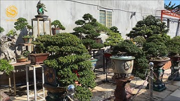 Tham quan vườn bonsai toàn những cây bonsai Sam núi khủng ở Bà Rịa Vũng Tàu(P.1)|Vùng Đất Rồng