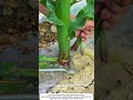 Sickle Trimming of Corn Roots – Removing Extras to Strengthen the Main Stalk 🌽