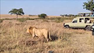 Moniko Sankai boys patrolling the territory