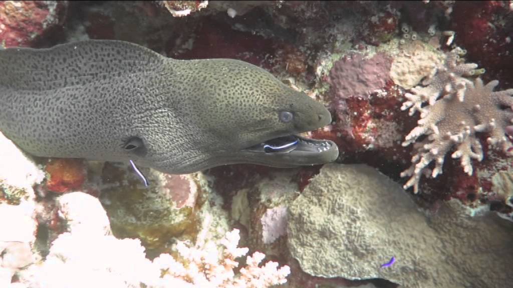 Emperor Elite Trip 4 11 Dic South & St John's