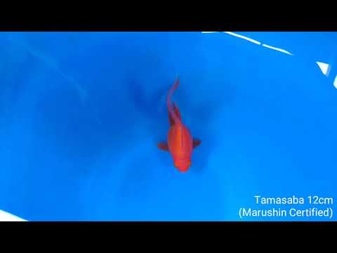 11 Japan Koi