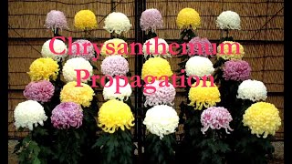 How to grow Chrysanthemums from cuttings