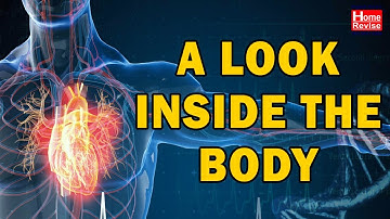 A look inside the body | Class 4 | EVS I | English Medium | Maharashtra State Board | Home Revise