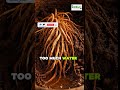 "The Mistake Killing Your Rare Plants 🌿"
