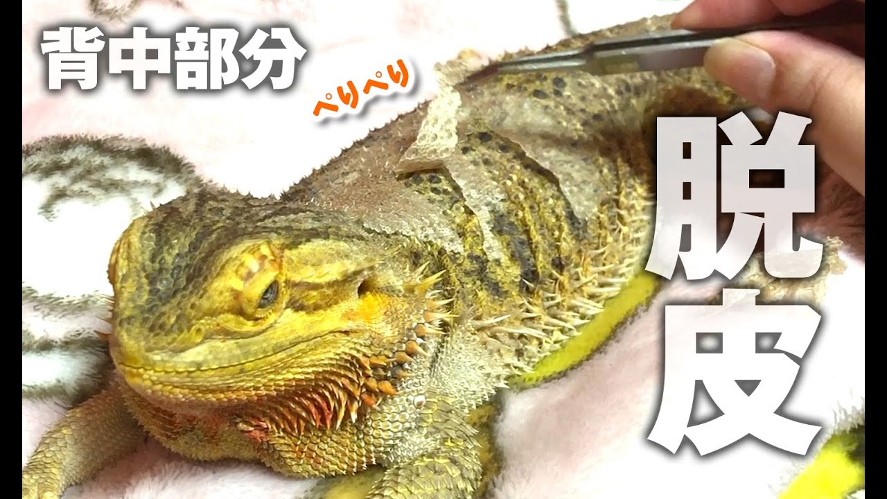 【フトアゴヒゲトカゲの脱皮】背中のお手伝いと残ってた部分☆おちょこさん Beardeddragon