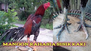 Ayam Mangon Silang Ekor Lidi