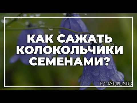 Как сажать колокольчики семенами? | toNature.Info