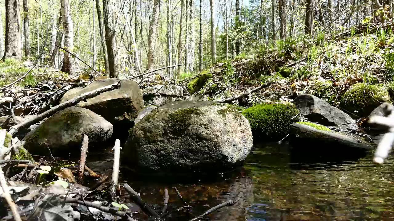 emploi environnement A minute of nature doing her stuff to heal me