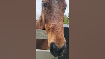 Thumbnail of (Proverbs 31:10) Our horse listening to a Bible verse ❤️🩵💌