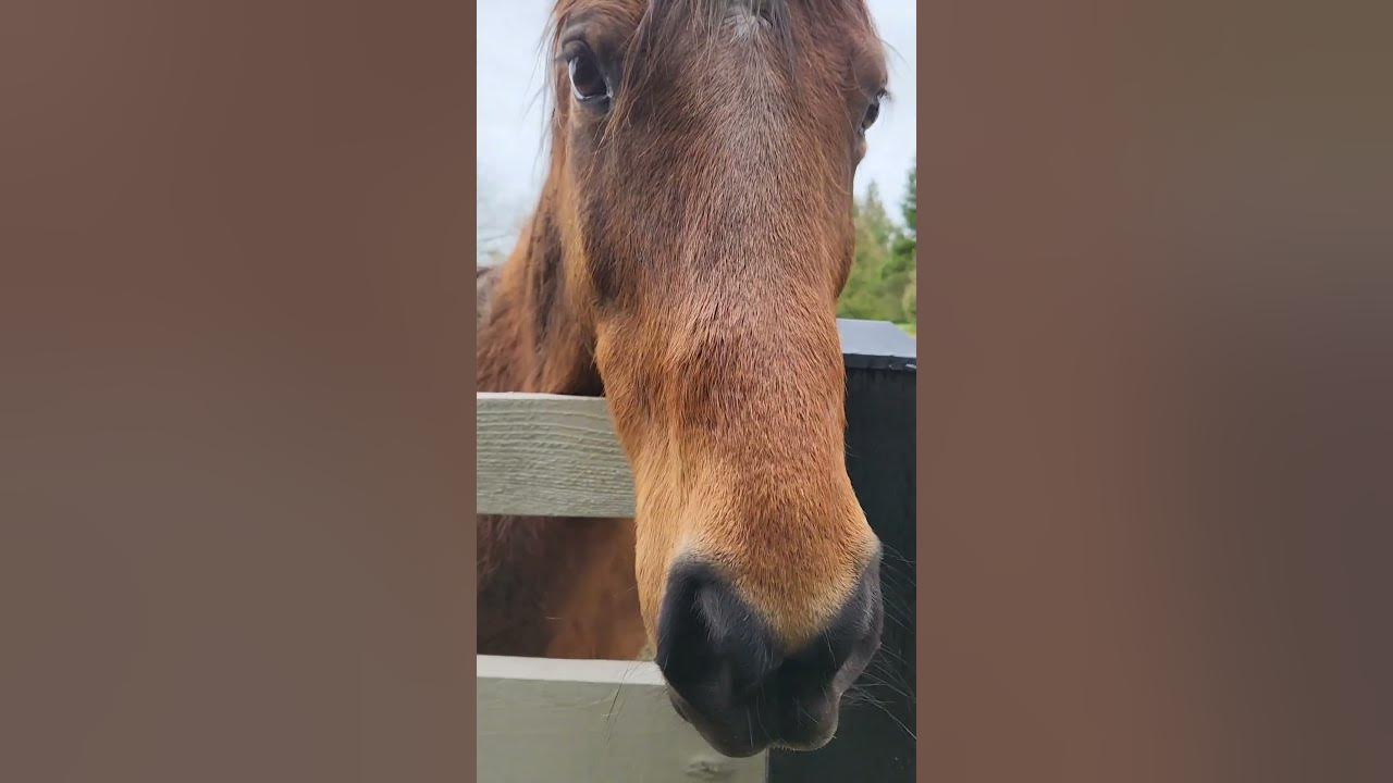 (Proverbs 31:10) Our horse listening to a Bible verse ❤️🩵💌