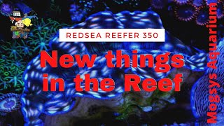 Redsea Reefer coral update, sump clean and some exciting news 🤔🤔