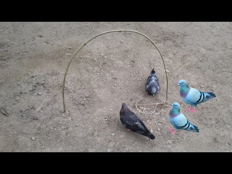 Creative Easy Bird Trap Technology That Work 100% | Build Bird Trap Make From Bamboo Stick |Work100%