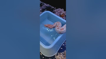 Burmese python handling tips and tricks with kpreptiles 💯‼️