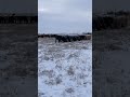 Cold means extra Feed and Bedding. #ranch #farming #alberta