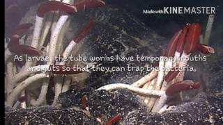 Marine Biology Project Coexistence Of Giant Tube Worms And Hydrothermal Vents