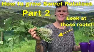 How to grow Sweet Potatoes! Part 2 | Off Grid South African Homestead