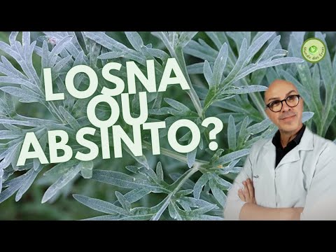 Vídeo: São absinto e absinto?