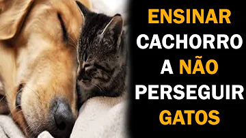 Por que o cachorro mata o gato?