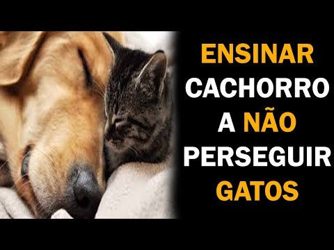 Vídeo: Como parar um cão de perseguir gatos