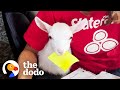 Baby Goat Works At An Insurance Company | The Dodo