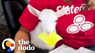 Baby Goat Works At An Insurance Company | The Dodo