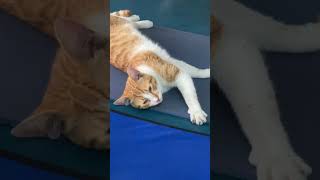 Spor Yapan Kedi Gördünüz Mü?