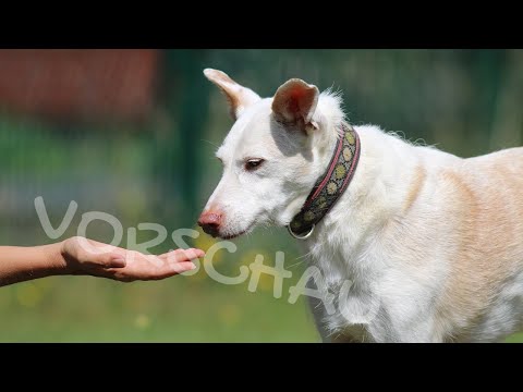 Video: So helfen Sie Ihrem neu adoptierten Rettungshund, sich zurechtzufinden